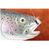 Image 2 : Rainbow Trout Carving by Deer Lodge Prison Inmate