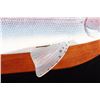 Image 7 : Rainbow Trout Carving by Deer Lodge Prison Inmate