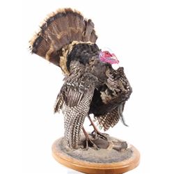 Trophy Tom Turkey Full Mount