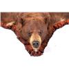 Image 5 : Montana Brown Bear Trophy Rug