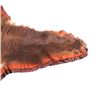 Image 7 : Montana Brown Bear Trophy Rug