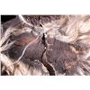 Image 10 : Antique Western Cowboy Wooly Chaps