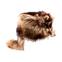 USA Foxx & Furs Raccoon Fur Hat