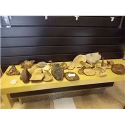 SHELF ASSORTED TREE FUNGI - LARGE AND MED AND SMALL