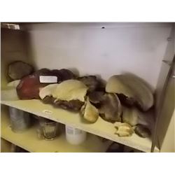 SHELF ASSORTED TREE FUNGI - LARGE AND MED AND SMALL