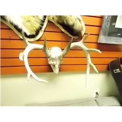 DEER SKULL WITH 4 PT ANTLERS