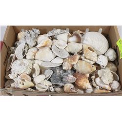 LARGE FLAT WITH ASSORTED SEA SHELL COLLECTION