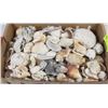 Image 1 : LARGE FLAT WITH ASSORTED SEA SHELL COLLECTION