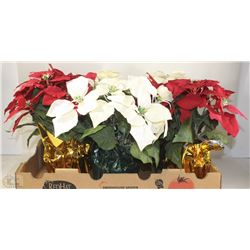 FLAT OF POINSETTIA'S