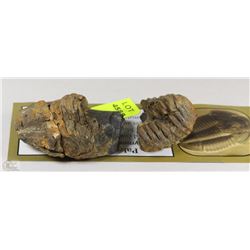 FOSSIL COLLECTIBLE, ITS OVER 425 MILLION YEARS OLD