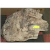 Image 1 : PETRIFIED STUMP