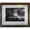 Image 1 : CHEETAH FRAMED PICTURE