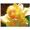 Image 1 : Golden Solo Rose by Davis, Brian