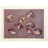 Image 1 : Benita Sanders, Shell Shapes, Etching