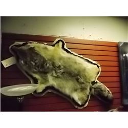 AUTHENTIC WOLF PELT - HEAD TO TAIL