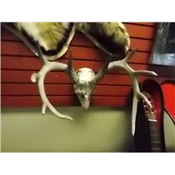 DEER SKULL WITH 4 PT ANTLERS