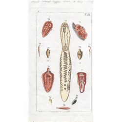 Etching early 1800's depicting colored specimens