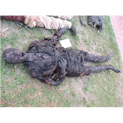 ZOMBIE AUTOPSY DEAD BLOODY ROTTEN ZOMBIE BODY 07 I AM LEGEND