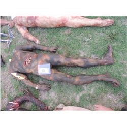 ZOMBIE AUTOPSY DEAD BLOODY ROTTEN ZOMBIE BODY 12