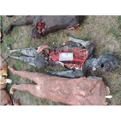 ZOMBIE AUTOPSY DEAD BLOODY ROTTEN ZOMBIE BODY 26