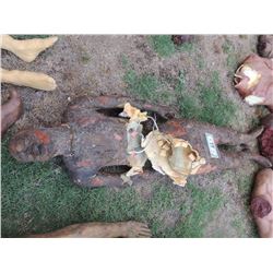 ZOMBIE AUTOPSY DEAD BLOODY ROTTEN ZOMBIE BODY 27