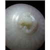 Image 3 : White Jade Container