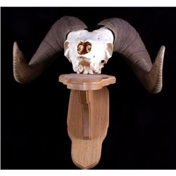 Rocky Mountain Ram European Mount on Plaque