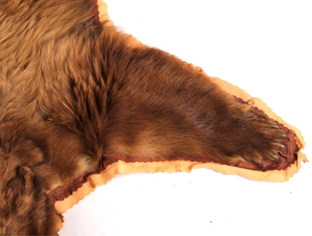Montana Cinnamon Brown Bear Rug