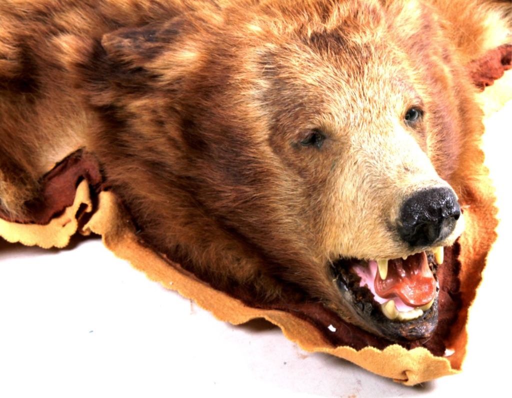 Montana Cinnamon Brown Bear Rug