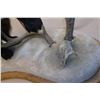 Image 4 : Full Mount Fisher- Deer Antlers- Base 28"- 22"H