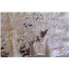 Image 4 : Scottish Highlander Steer Hide- Tanned- Tail- 81"L X 78"W