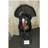 Image 1 : Full Mount Turkey Gobbler- Signed J+D Tax James Webb- 8.5" Beard- Base 30"L X 15"W X 37"H