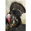 Image 2 : Full Mount Turkey Gobbler- Signed J+D Tax James Webb- 8.5" Beard- Base 30"L X 15"W X 37"H