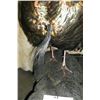 Image 3 : Full Mount Turkey Gobbler- Signed J+D Tax James Webb- 8.5" Beard- Base 30"L X 15"W X 37"H