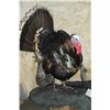 Image 4 : Full Mount Turkey Gobbler- Signed J+D Tax James Webb- 8.5" Beard- Base 30"L X 15"W X 37"H