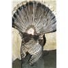 Image 5 : Full Mount Turkey Gobbler- Signed J+D Tax James Webb- 8.5" Beard- Base 30"L X 15"W X 37"H