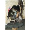Image 6 : Full Mount Turkey Gobbler- Signed J+D Tax James Webb- 8.5" Beard- Base 30"L X 15"W X 37"H