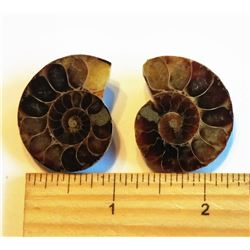 SET OF 2 AMMOLITE FOSSIL SPECIMENS