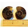 Image 1 : SET OF 2 AMMOLITE FOSSIL SPECIMENS