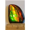 Image 2 : 26MM X 16MM NATURAL AMMOLITE GEMSTONE