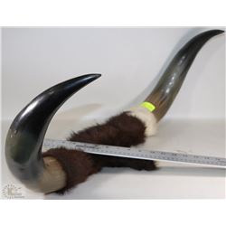 LARGE SET OF ANIMAL HORNS
