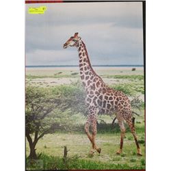 LARGE GIRAFFE PRINT ON CANVAS 20''X27.5"