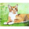 Image 1 : Framed well detailed watercolour 'Ginger an…