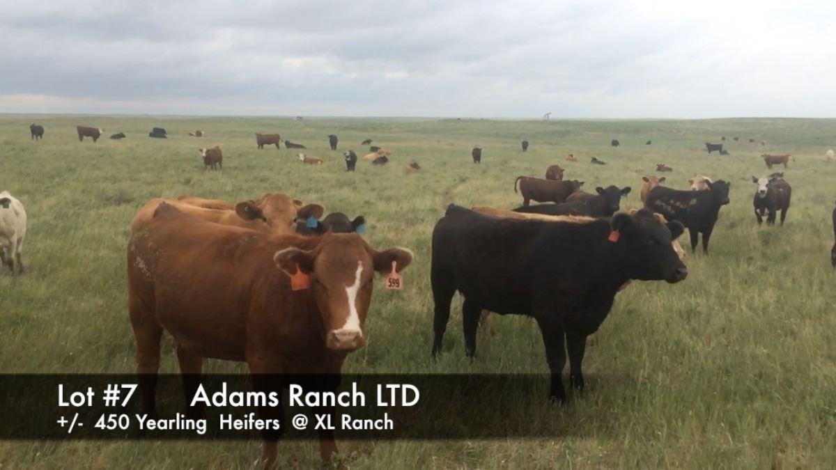 Adams Ranch Ltd., at the XL Ranch +/ 450 Yearling Heifers