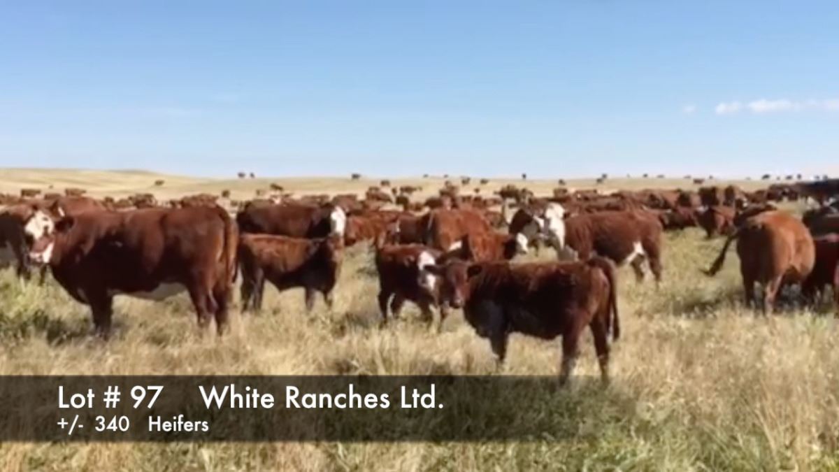 White Ranches Ltd. +/- 340 Heifers