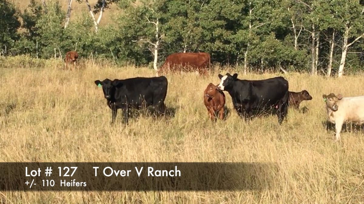 T Over V Ranch +/- 110 Heifers