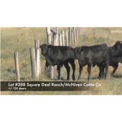 Square Deal Ranch Ltd. - McNiven Cattle Co. +/- 120 Steers