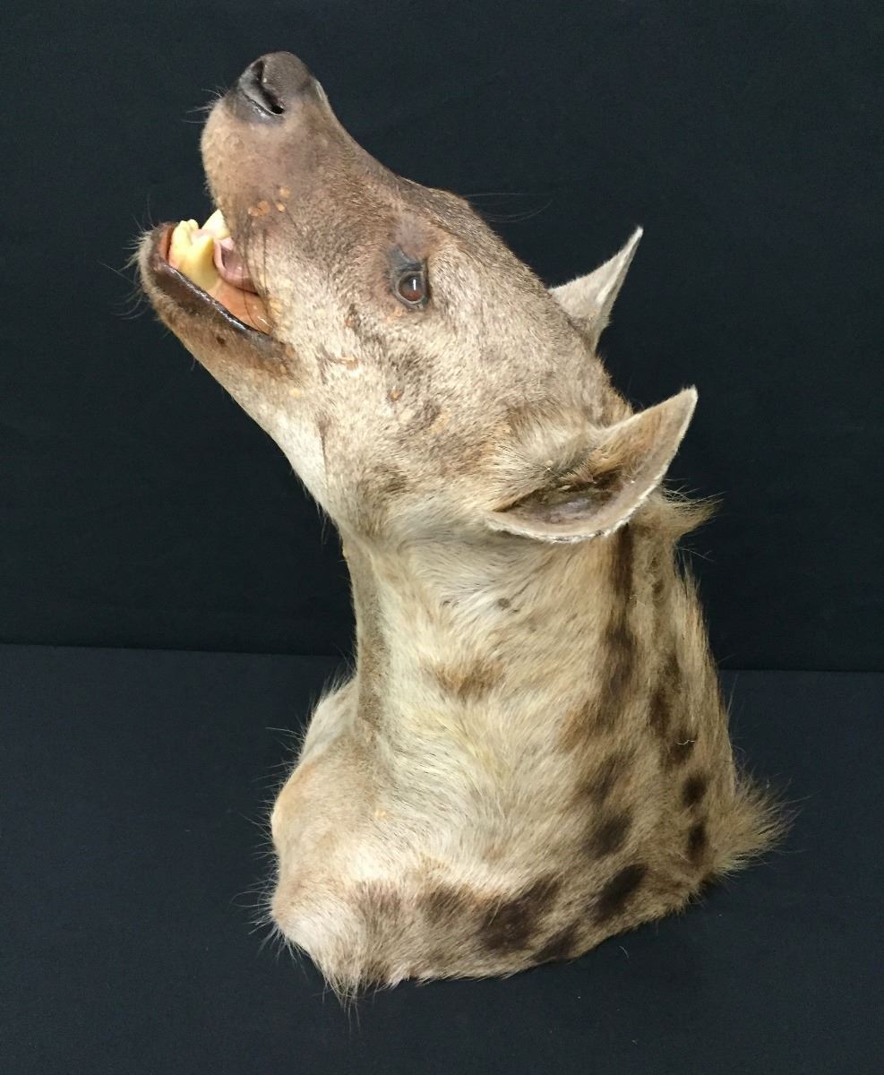Hyena Taxidermy Mount