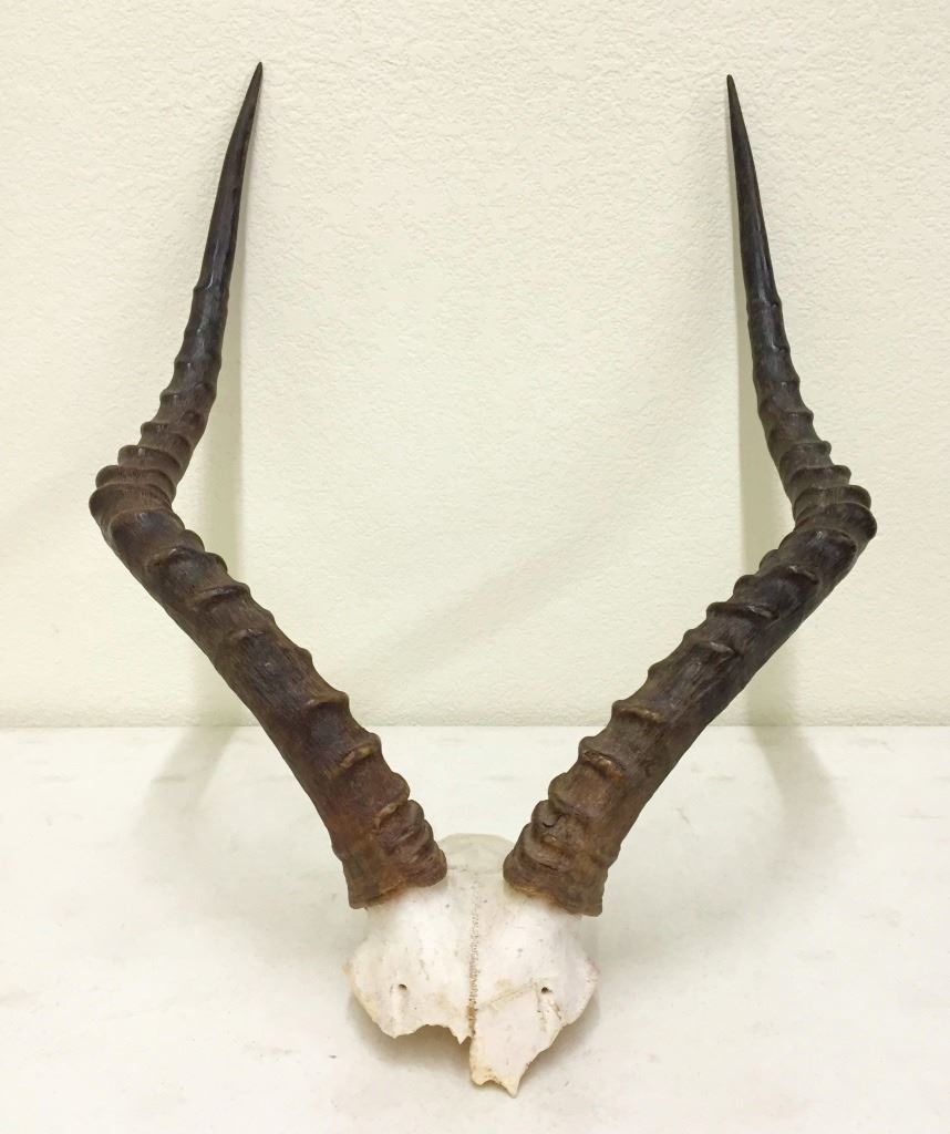 Large Gazelle Horns Mount