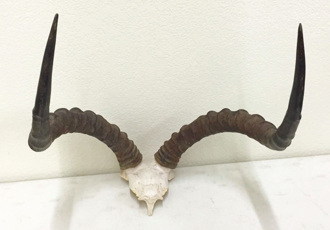 Large Gazelle Horns Mount